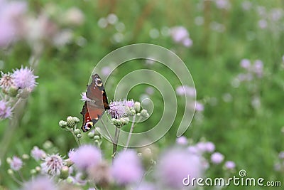 Butterfly flying. Lovely purple flowers fields. Stock Photo