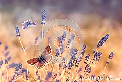 Butterfly flying over lavender, butterflies on lavender Stock Photo