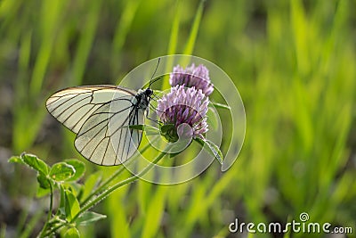 Butterfly forever falls in love with flowers Stock Photo