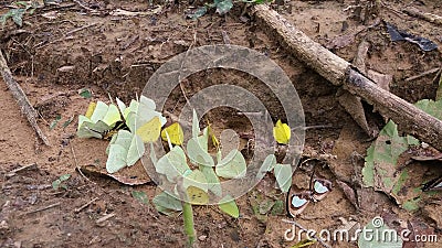 Butterfly Stock Photo