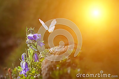 butterfly glows in the sun at sunset, macro. Wild grass on a meadow in the summer in the rays of the golden sun. Romantic gentle Stock Photo