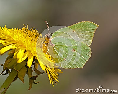 Butterfly Common Brimstone, Gonepteryx rhamni Stock Photo