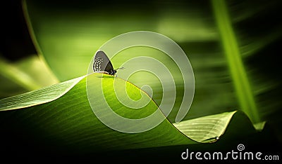 Butterfly, gorgeous butterfly sitting on a leaf, resting, beautiful colors, elegant and delicate creature Stock Photo