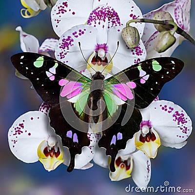 Butterfly Purple Spotted Swallowtail on white orchid flowers with blue background Stock Photo
