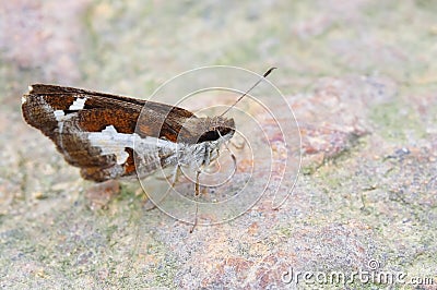 Butterfly(Grass demon,Udaspes folus) Stock Photo