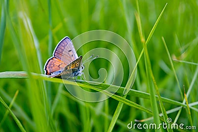 Butterfly on a grass Stock Photo