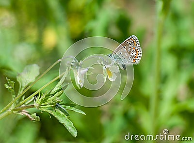 Butterfly on the gree grass Stock Photo