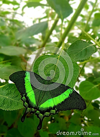 Butterfly in green colors Papilio lowi or Crimson Mormon Stock Photo