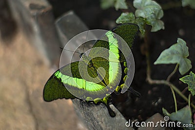 Butterfly Stock Photo