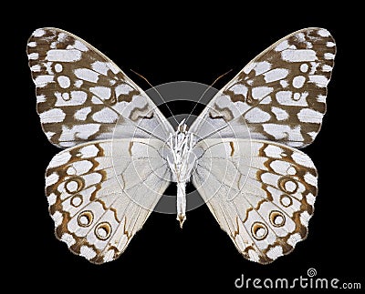 Butterfly Hamadryas februa Stock Photo