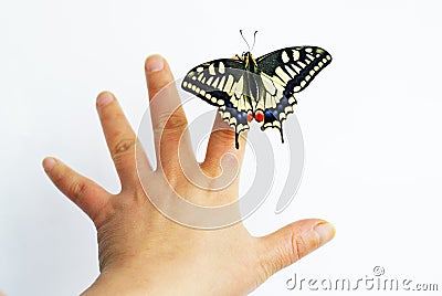 Butterfly and hand Stock Photo