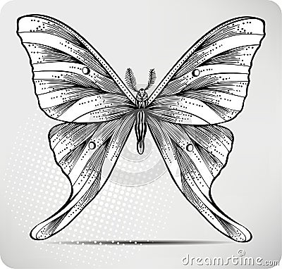 Butterfly, hand drawing. Vector illustration. Vector Illustration