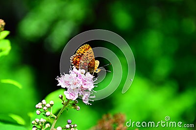 Butterfly Hardhead forest sits on pink flowers. Stock Photo