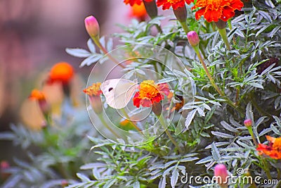 Butterfly helping the nature flourish. Stock Photo