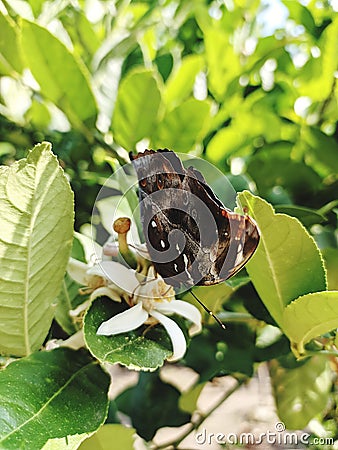 The butterfly is helping the pollination process Stock Photo