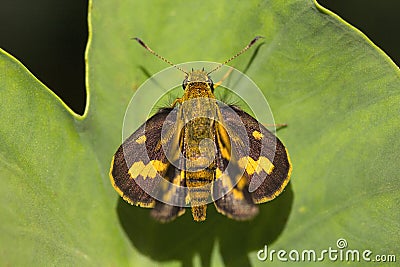 Butterfly, Hesperiidae, Gumti, Tripura Stock Photo