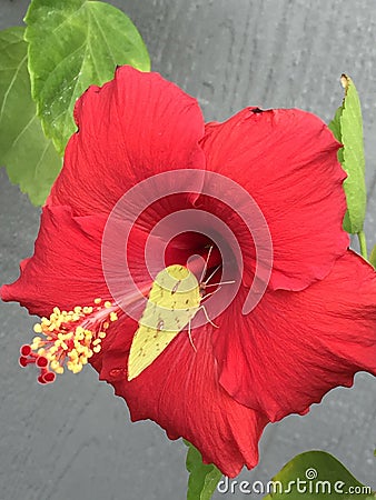 Butterfly on hibiscus Stock Photo