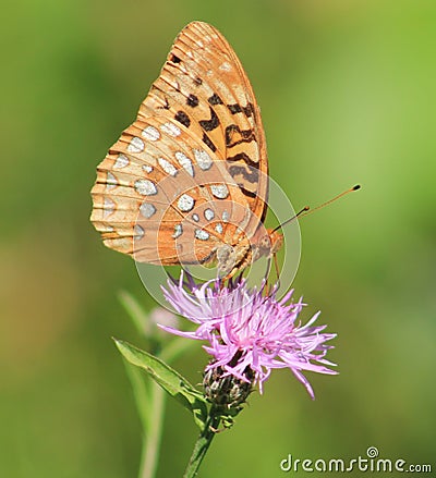 Butterfly Stock Photo