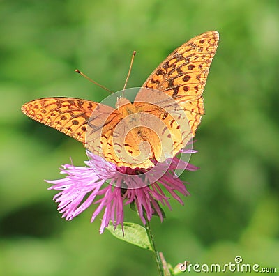 Butterfly Stock Photo