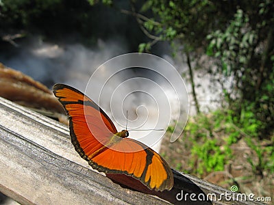 Butterfly, Iguazu Falls Stock Photo