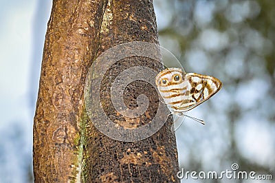 Butterfly at Iguazu Falls, Argentina Stock Photo