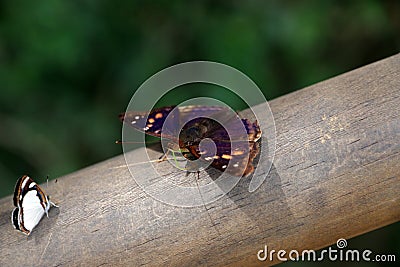 Butterfly, Iguazu National Park Stock Photo