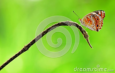 Butterfly,insect,Animals,Macro. Stock Photo