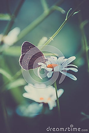 Butterfly insect loots a white daisy flower in color on dark green backgrounds Stock Photo