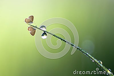 Butterfly, insect, macro, nature, animal, wildlife, bokeh, mammals, smallworld, indonesia, Stock Photo