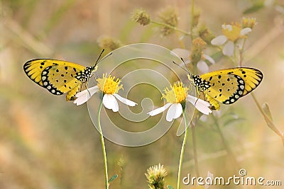 Butterfly insect yellow color mindspeech Stock Photo