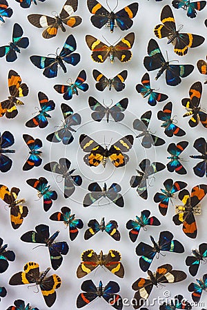 Butterfly Insects Collection on Display Stock Photo