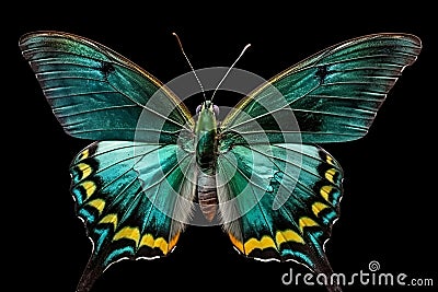 butterfly isolated, macro. Generative AI. Stock Photo