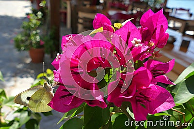 A butterfly lands on a blooming bougainvillea Stock Photo