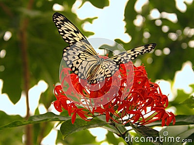 Butterfly Lands On Flower Stock Photo