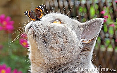 Butterfly lands on nose of cat Stock Photo