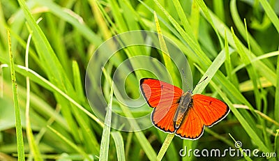 Butterfly Large copper on green grass Stock Photo