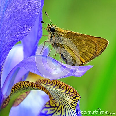 Butterfly Large skipper on Iris sibirica Stock Photo