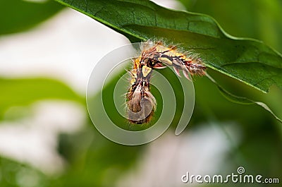 Butterfly larve hanging in leaf Stock Photo