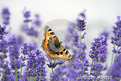 Butterfly on lavender, small tortoiseshell - Aglais urticae - resting on beautiful flowering lavender with wings wide open Stock Photo