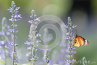 Butterfly on lavender Stock Photo