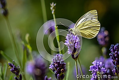 Butterfly on lavender close-up Stock Photo