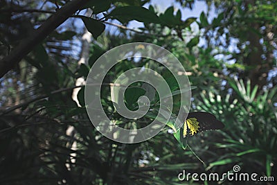 Butterfly on leaf in darkgreen mood Stock Photo