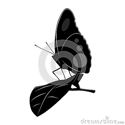 Butterfly on a Leaf Vector Illustration