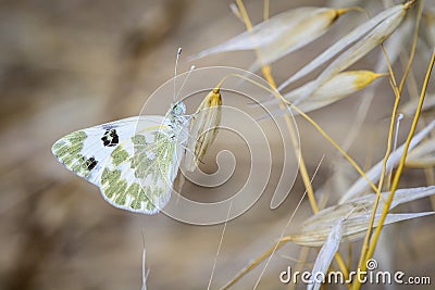 Butterfly on leaves and greenish white Stock Photo