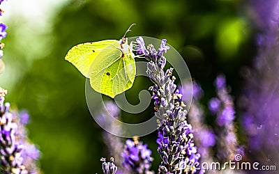 Butterfly lemon butterfly o Stock Photo