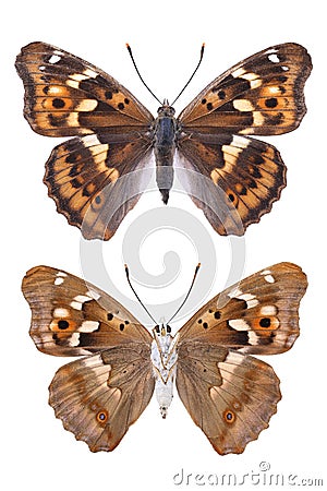 Butterfly - lesser purple emperor Apatura ilia isolated on white Stock Photo