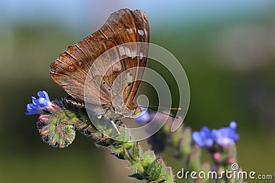 Butterfly - Lesser Purple Emperor (Apatura ilia) Stock Photo