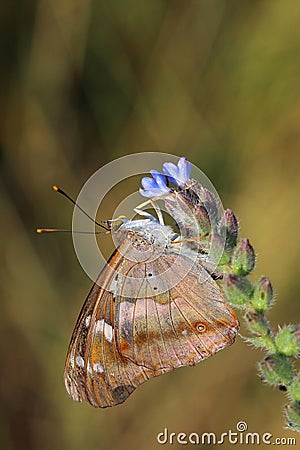 Butterfly - Lesser Purple Emperor (Apatura ilia) Stock Photo