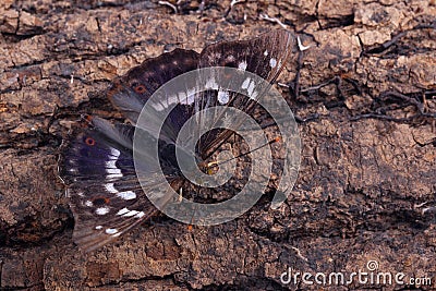 Butterfly - Lesser Purple Emperor (Apatura ilia) Stock Photo