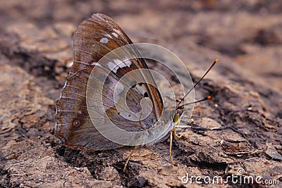 Butterfly - Lesser Purple Emperor (Apatura ilia) Stock Photo